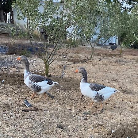 La Casa De Las Higueras Dar Karmus Tétouan Εξωτερικό φωτογραφία