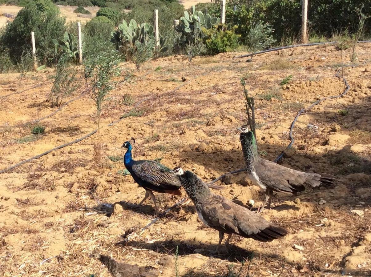La Casa De Las Higueras Dar Karmus Tétouan Εξωτερικό φωτογραφία